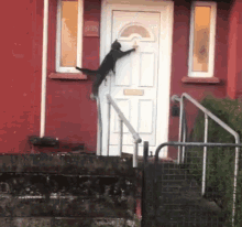 Knocking Cat GIF