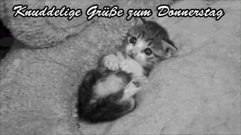 Knuddelige Grüße Zum Donnerstag GIF. This 498 x 280 animated GIF is part of our lustiger dienstag collection. View the original animation, share it, or…