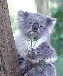 Koala Chewing GIF