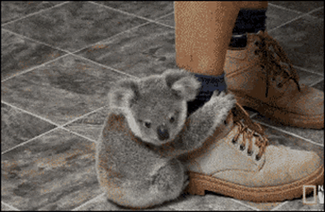 Koala Friend GIF
