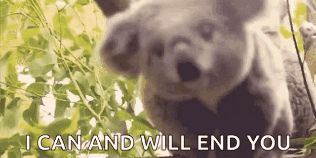 Koala Happy GIF