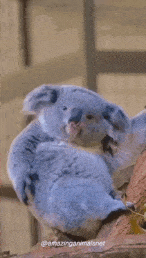 Koala GIF