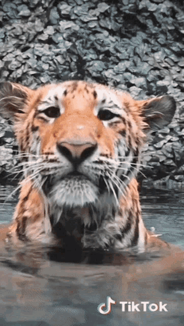 Kody Antle Tiger GIF