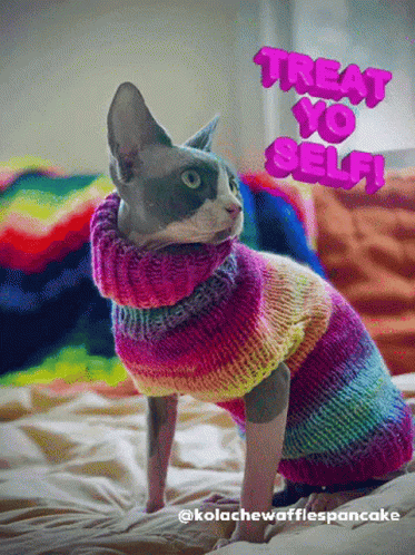 Kolache The Cat Kolache GIF