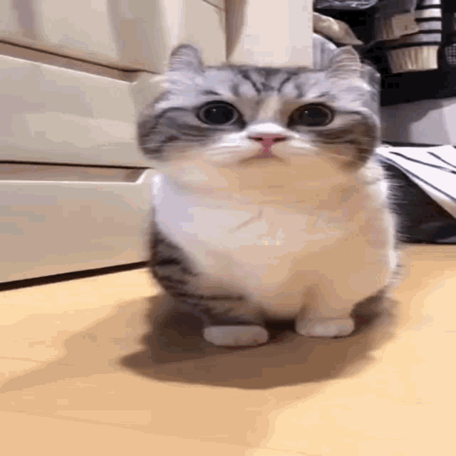 Komaru Cat GIF