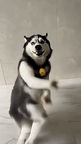 Komik Yok GIF