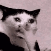 Koteika GIF