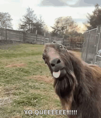 Koza Kozel GIF