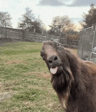 Koza Kozel GIF
