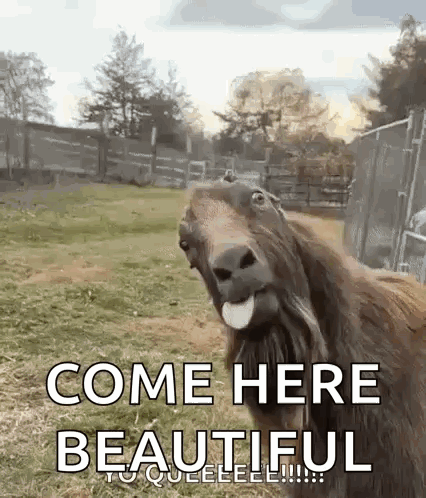 Koza Kozel GIF
