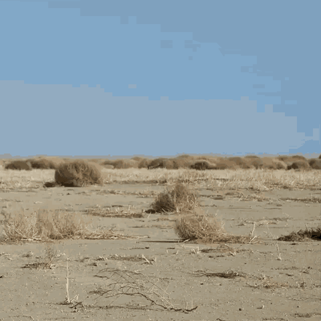 Krzak Tumbleweed GIF