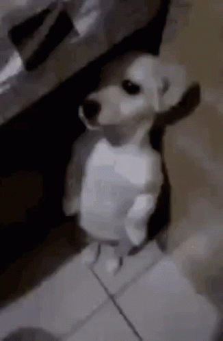 Ksganti Dog GIF