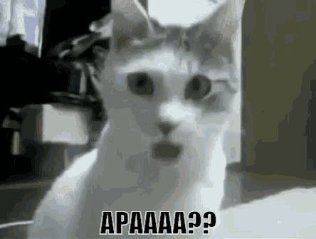 Kucing Kaget GIF