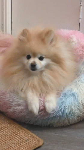 Kumi Pomer GIF. This 280 x 498 animated GIF is part of our shaft head tilt collection. Created by PrincessKumico. View the original animation, share it, or…