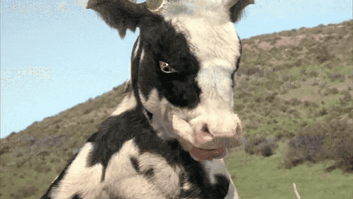 Kung Pow Enter The Fist Moo Nieu GIF