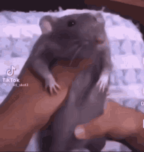 Kushiboi Rat GIF