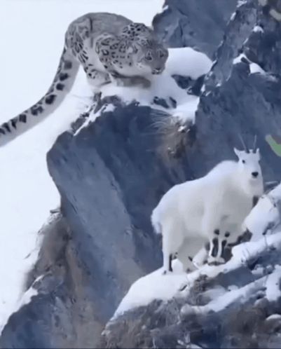 La Cabra Goat GIF. This 401 x 498 animated GIF is part of our goat collection. Created by rokeantonio. View the original animation, share it, or browse…