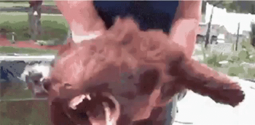 La Creatura Dog GIF