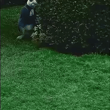 Labben Ratten Rabs The Lat GIF