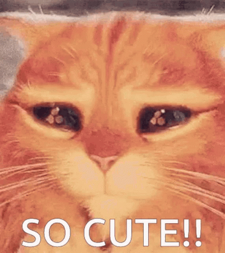 Lady Bug GIF