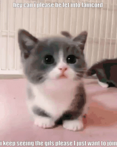 Lain Laincord GIF. This 396 x 498 animated GIF is part of our original nyan cat collection. Related themes include cat. Created by Anesthetic. View the…
