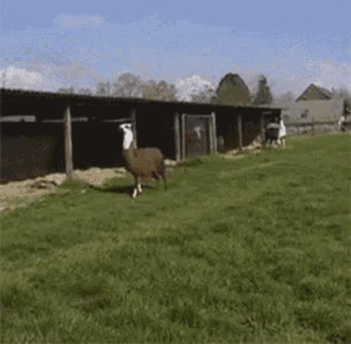 Lama Jumping GIF. This 498 x 488 animated GIF is part of our fortnite lama collection. Related themes include jumping. Created by JonnaJonnaJonna. View the…