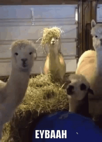 Lamalara Fuhuşbaskını Süslülama GIF. This 359 x 498 animated GIF is part of our lama collection. Created by tasketra. View the original animation, share it…