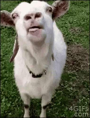 Lambon Lambonazo GIF