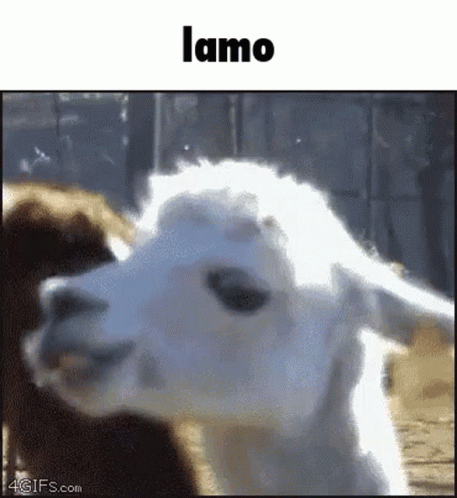 Lamo Lmao GIF. This 457 x 498 animated GIF is part of our lhama cuspindo collection. Related themes include funny, lmao. Created by CaptainBigSmart. View…