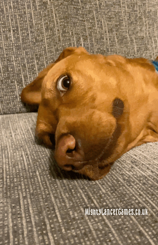 Lancerteer Lancerteers GIF