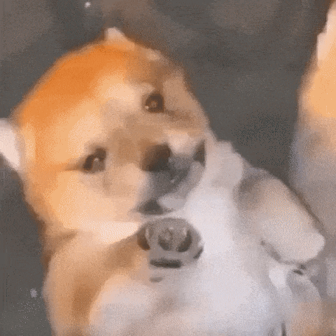 Lapiscel Dog GIF