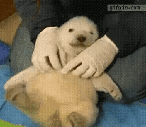 Lapiscel Koramich GIF