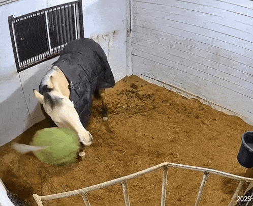 Lapiscel Zu GIF