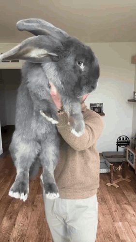 Large Bunny GIF
