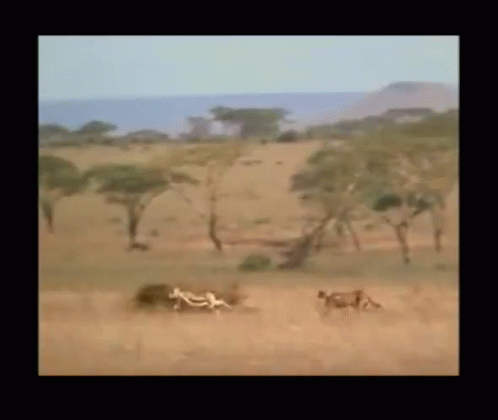 Late For Work Cheetah GIF