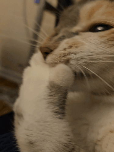 Laugh Cat GIF