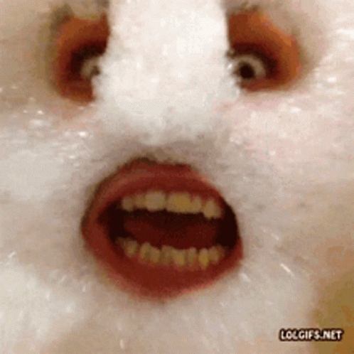 Laugh Funny GIF