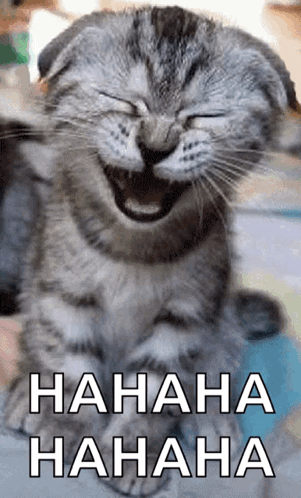 Laughing Kitty Cat GIF