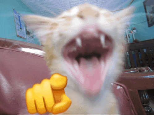 Laughing Laughing Cat Meme
