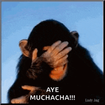 Laughing Monkey GIF