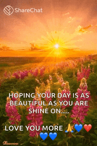 Lavender Fields Sunrise GIF
