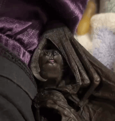 Lavie Bat GIF