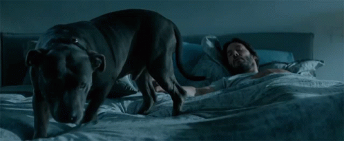 Lay Down Tired GIF. This 498 x 205 animated GIF is part of our john wick dog collection. Related themes include cute, john wick, sleepy. Created by…