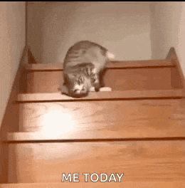 Lazy Cat GIF