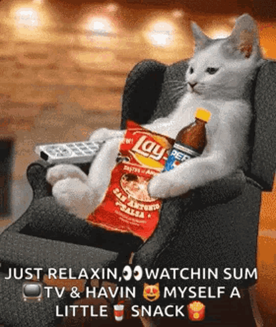 Lazy Cat GIF
