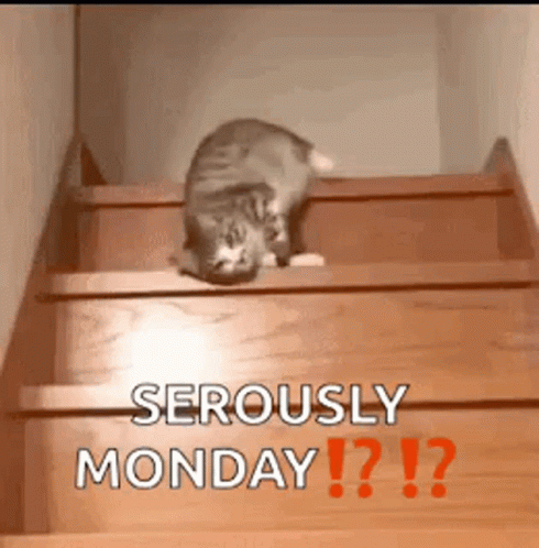 Lazy Cat GIF. This 490 x 498 animated GIF is part of our lustige montags collection. Related themes include cat, lazy. Created by SoccerGrl201. View the…