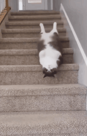 Lazy Cat Stairs GIF