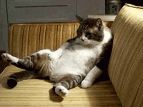 Lazy Cat GIF