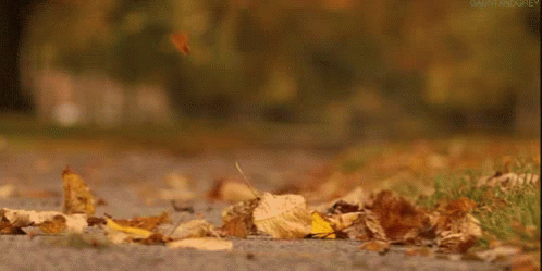 Leaves - Fall GIF. This 498 x 249 animated GIF is part of our folhas de outono caindo collection. Related themes include autumn, fall, peaceful. View the…