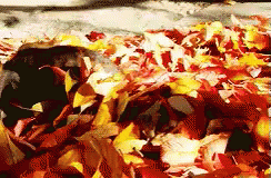 Leaves GIF. This 244 x 160 animated GIF is part of our folhas de outono caindo collection. Related themes include autumn, cat, fall. View the original…
